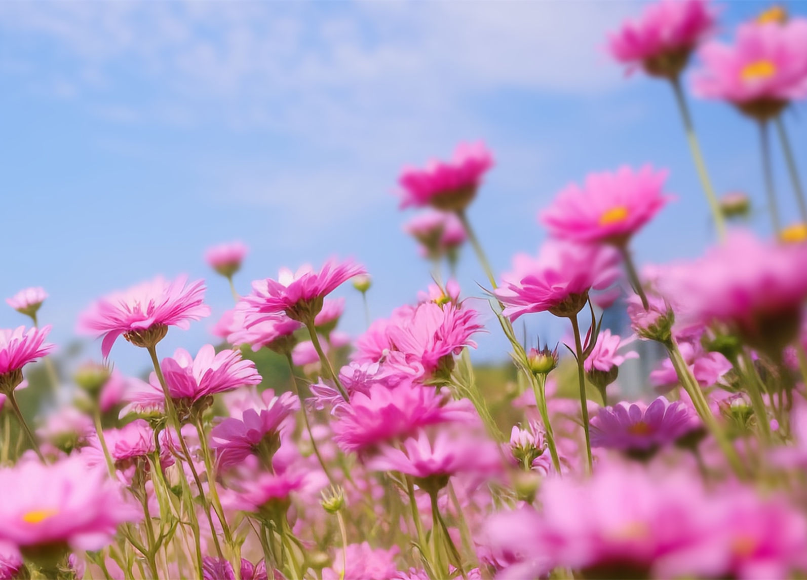 凜冬終散，執(zhí)著盼春 