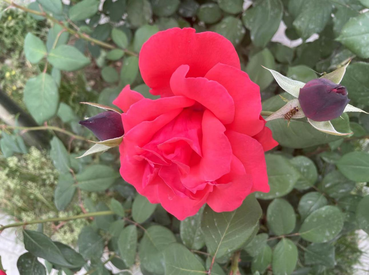 盛開(kāi)的月季花