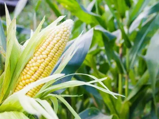 感恩農(nóng)民，珍惜糧食