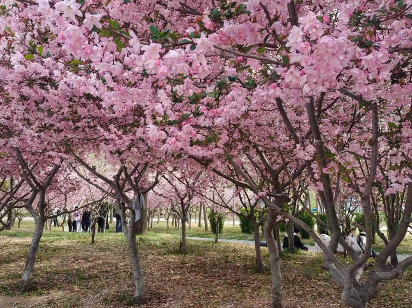 窗之大攔不住一世春色