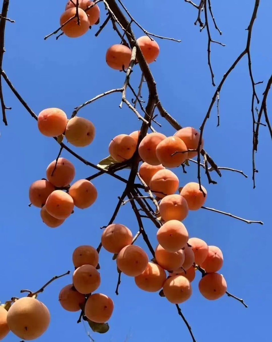 微信圖片_20251114100621_94_158 微信圖片_20251114100621_94_158