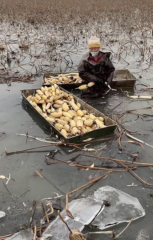 冰湖踏玉 —— 馬踏湖冬日踩藕