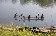 春色三月，醉美江西