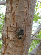 居高聲自遠(yuǎn)，非是借秋風(fēng)