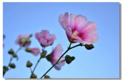 現(xiàn)實中的“灰姑娘”——“一不小心成了老板”