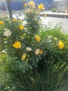 五月，你好