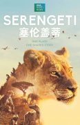 《塞倫蓋蒂》觀后感