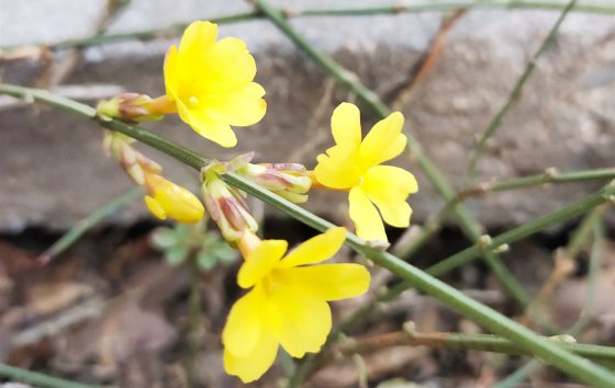 春天已經(jīng)到來，勝利的腳步還會(huì)遠(yuǎn)嗎？