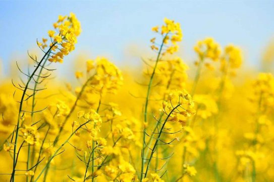 待到疫情散去，一起笑看春暖花開