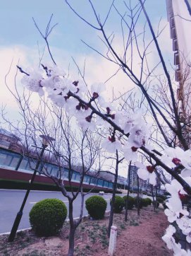 桃紅，那一抹迷人的春色