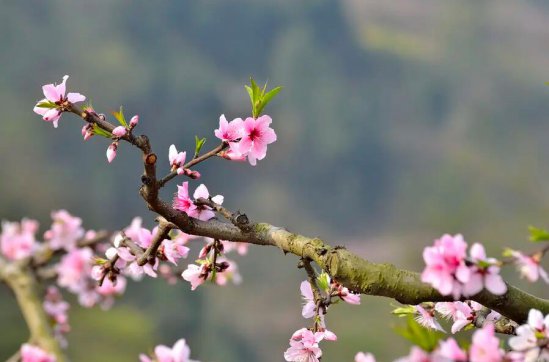 這個春天，有疫更有情